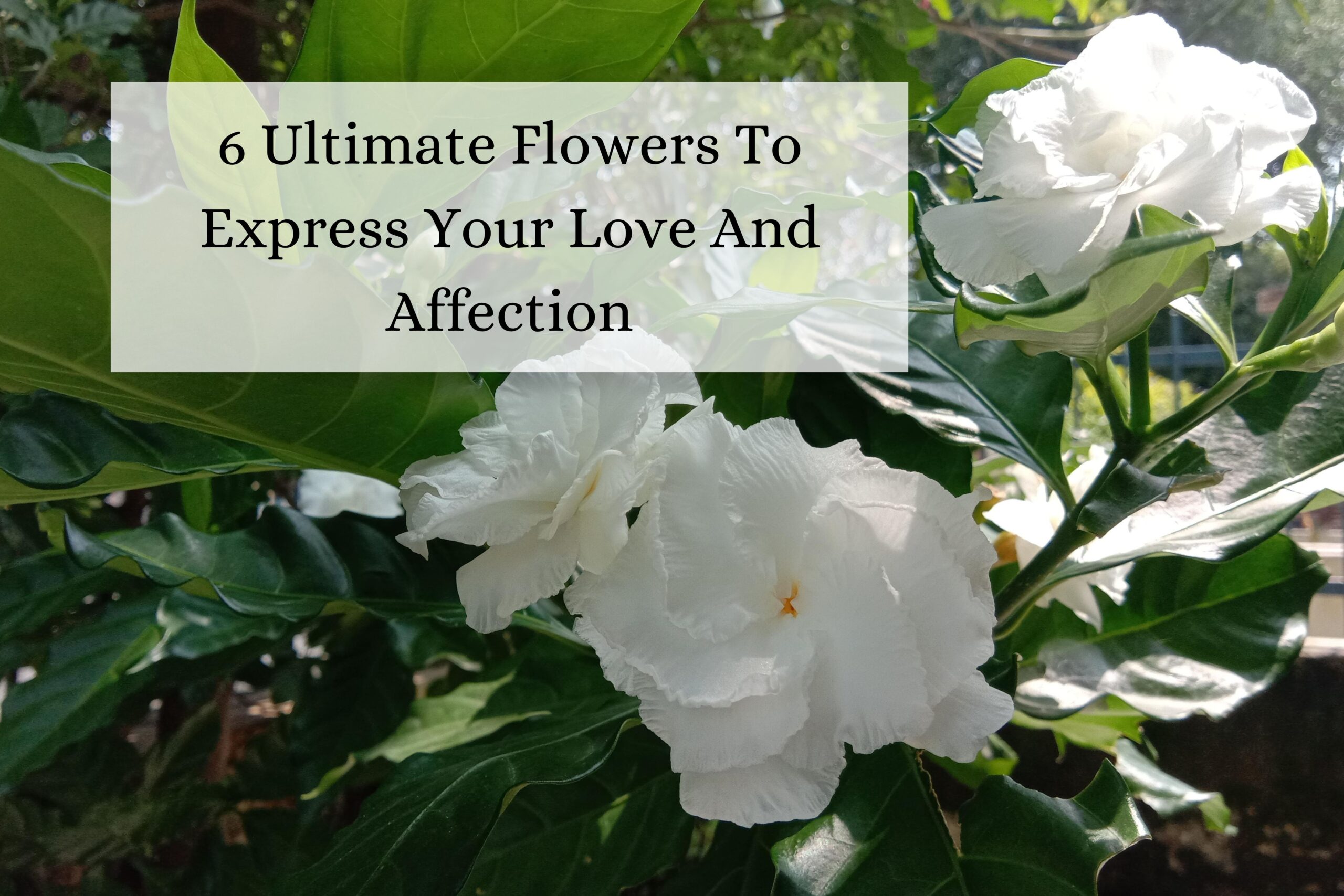 6 Ultimate Flowers To Express Your Love And Affection