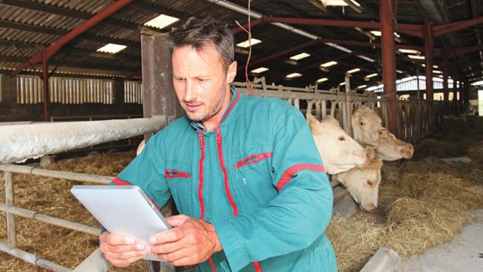 MAIN beef farmer on tablet c Ingram Image